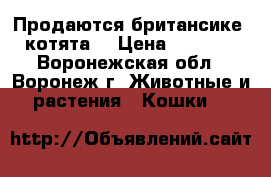 Продаются британсике  котята  › Цена ­ 3 000 - Воронежская обл., Воронеж г. Животные и растения » Кошки   